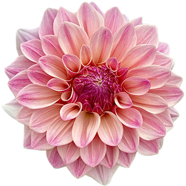 Florelie Antique