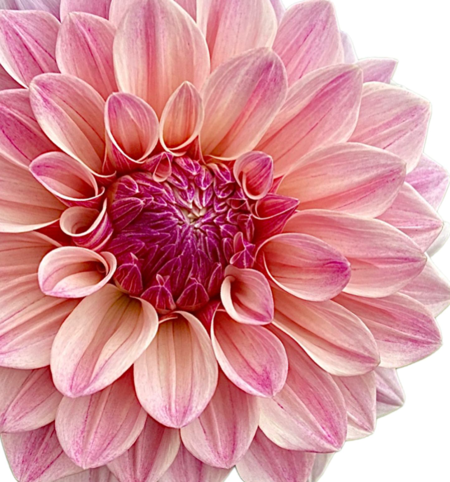 Florelie Antique