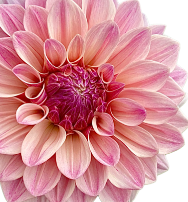 Florelie Antique