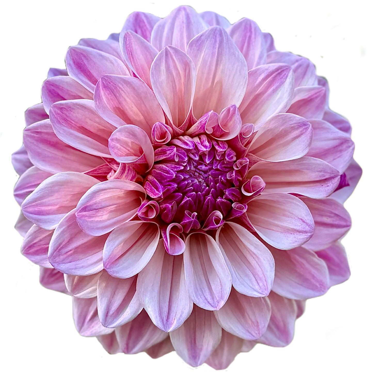 Florelie Antique
