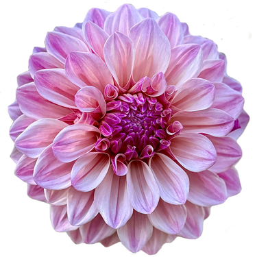 Florelie Antique