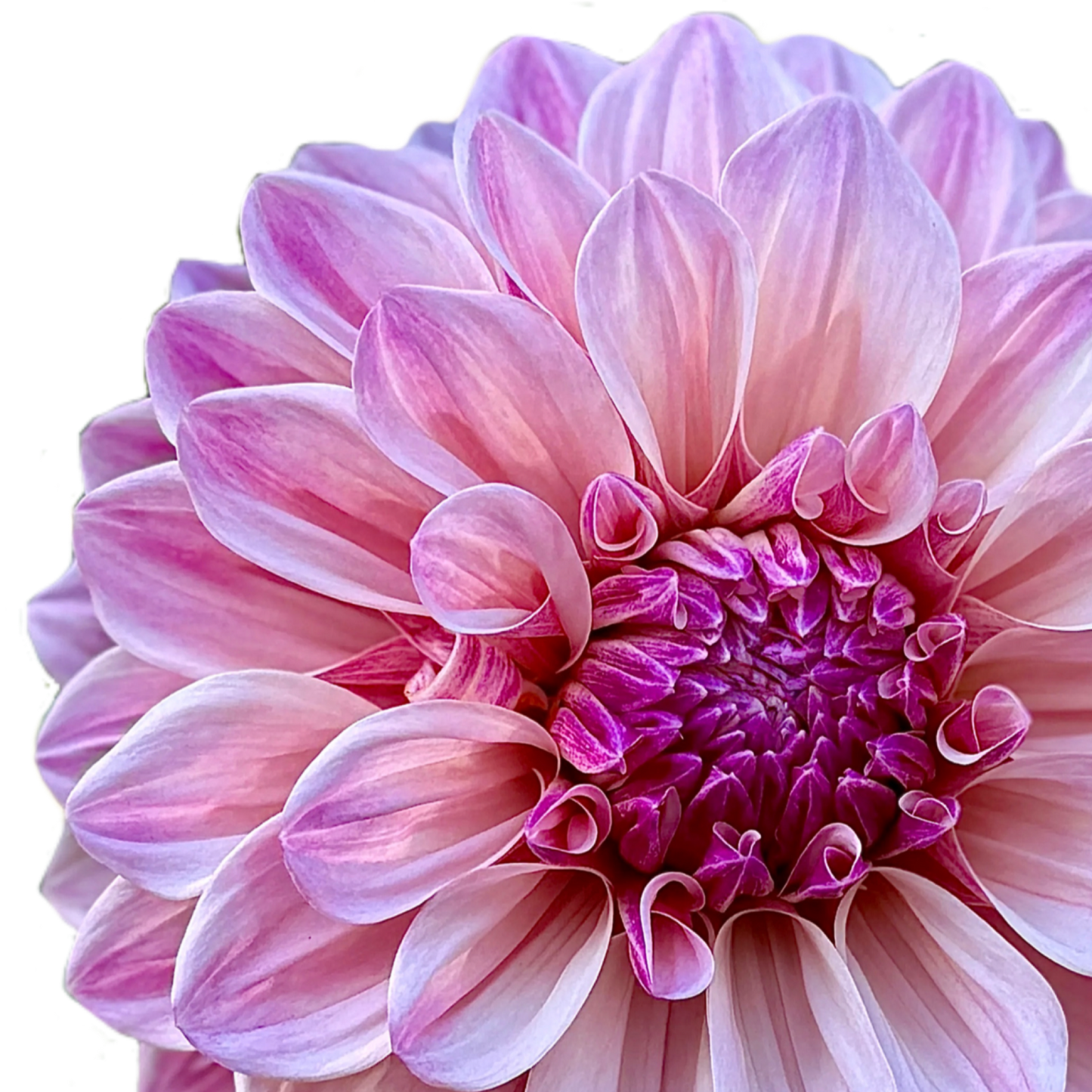 Florelie Antique