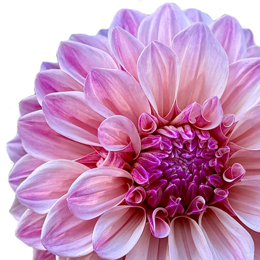 Florelie Antique