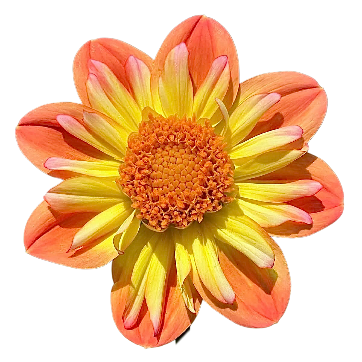 Starshine