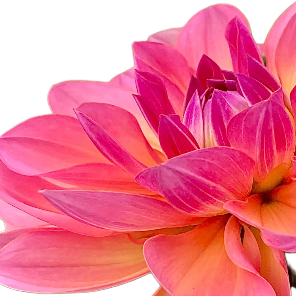 Sandia Rose