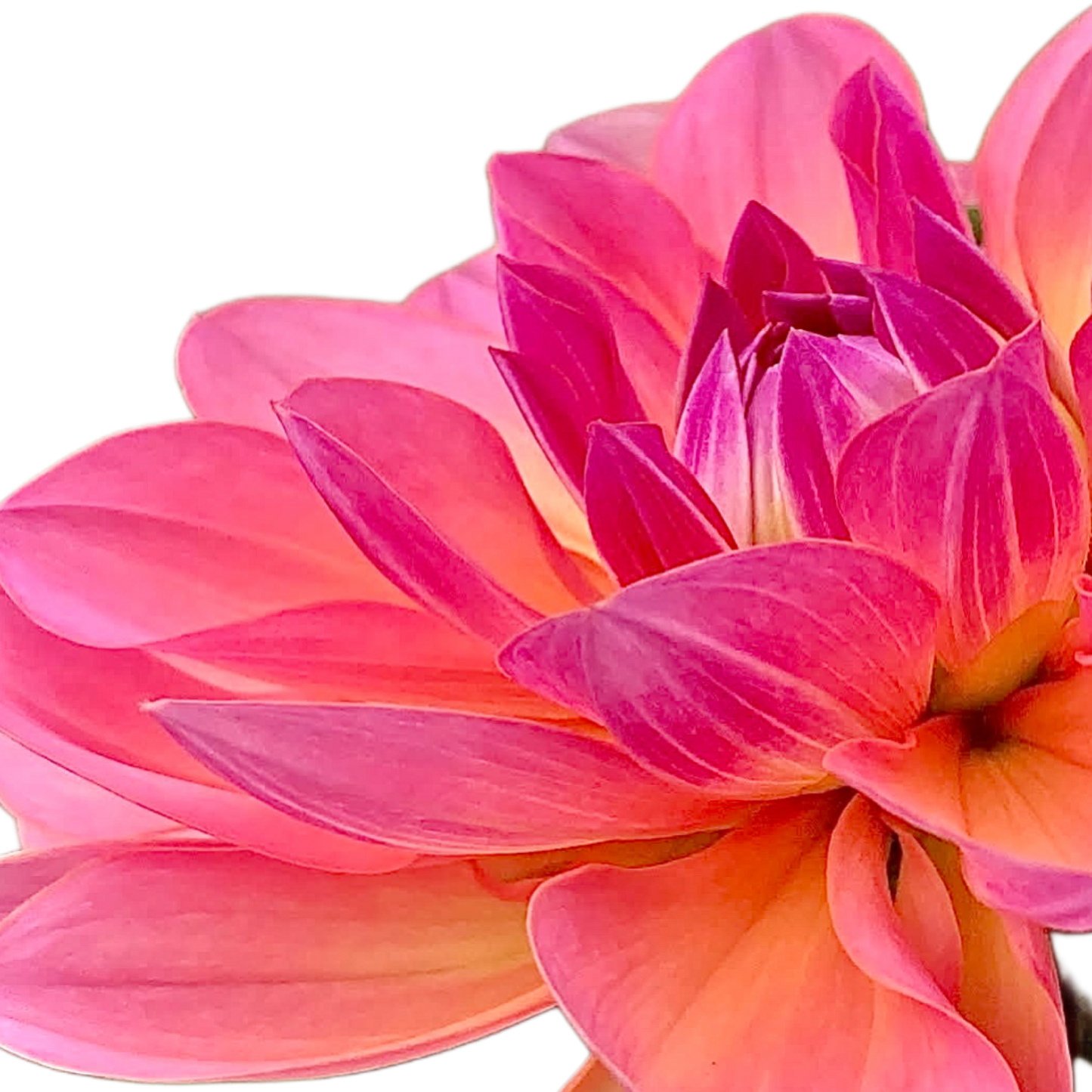 Sandia Rose