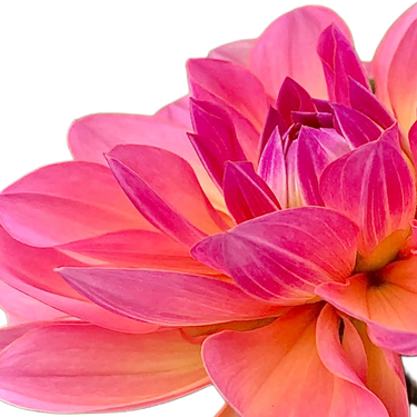 Sandia Rose