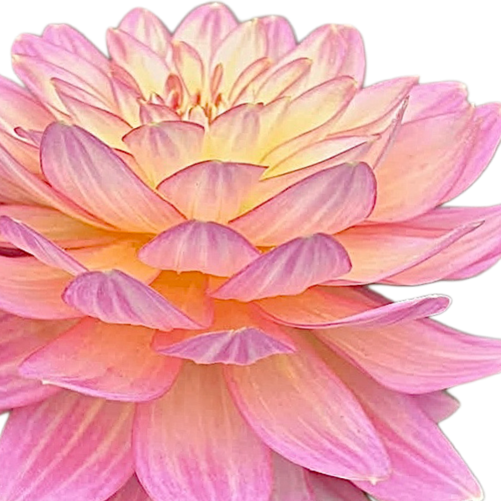 Burfoot Lotus