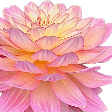 Burfoot Lotus