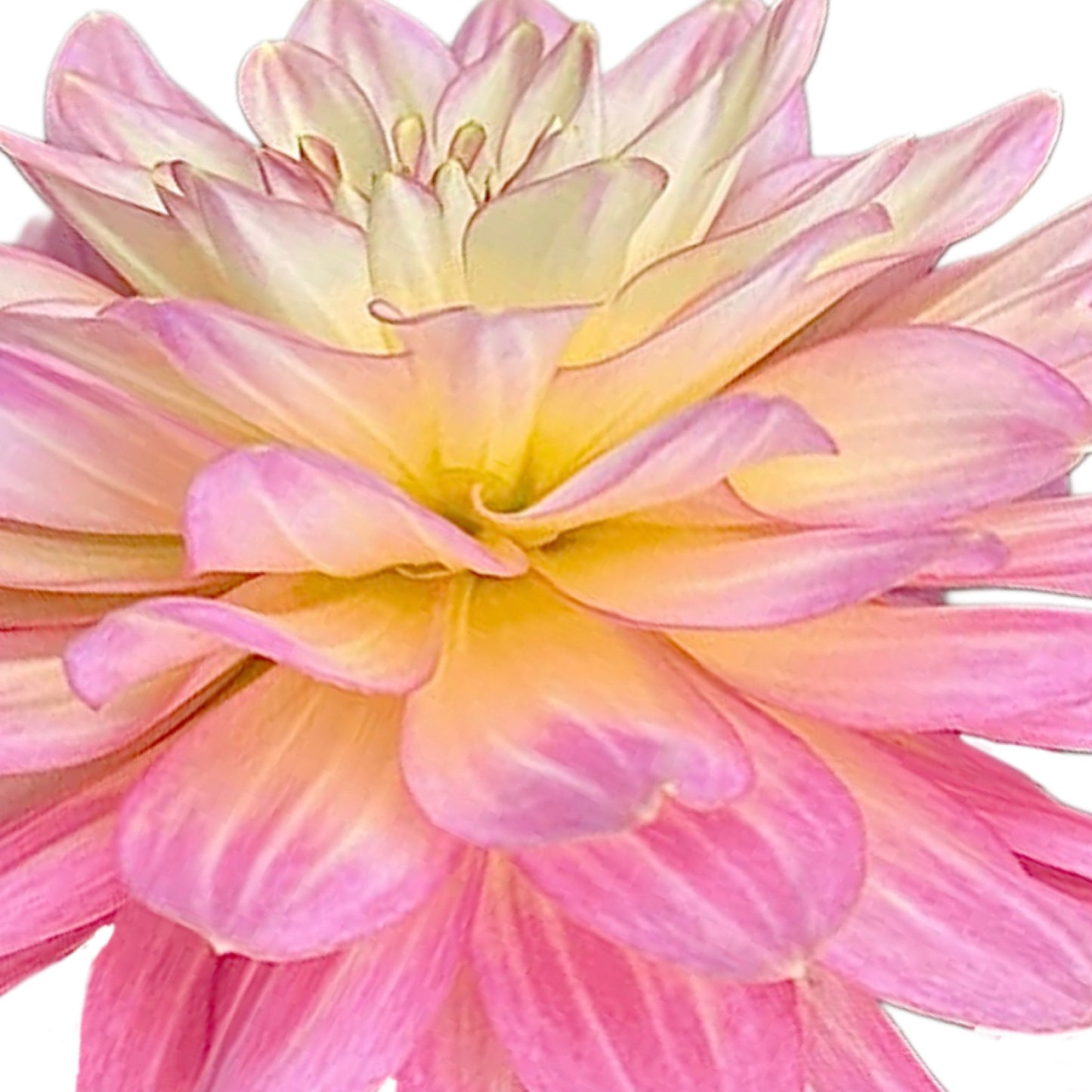 Burfoot Lotus