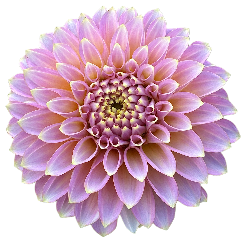scrolling contnet image