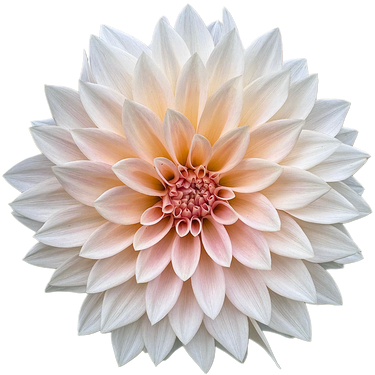 Cafe Au Lait