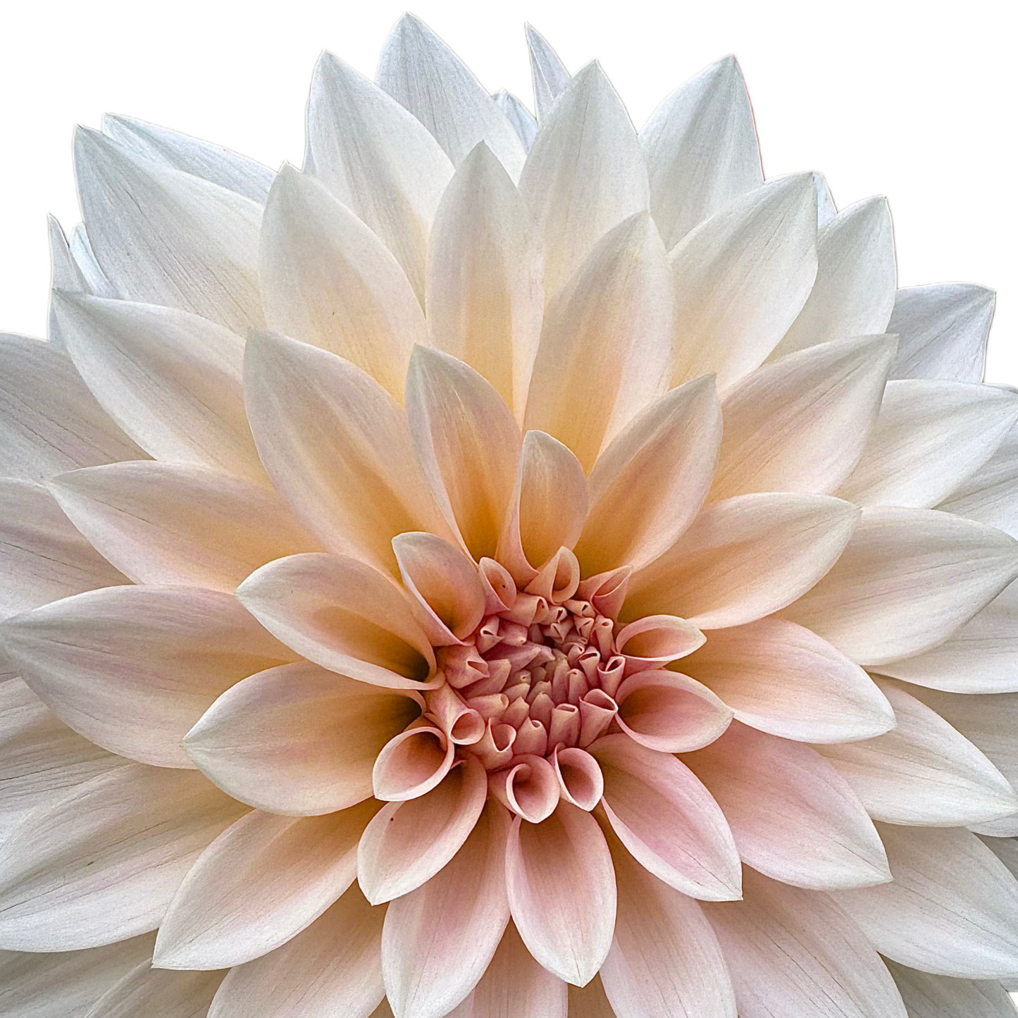 Cafe Au Lait