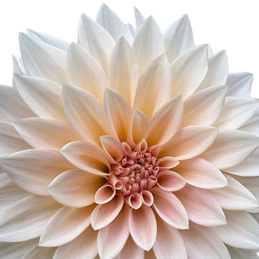 Cafe Au Lait