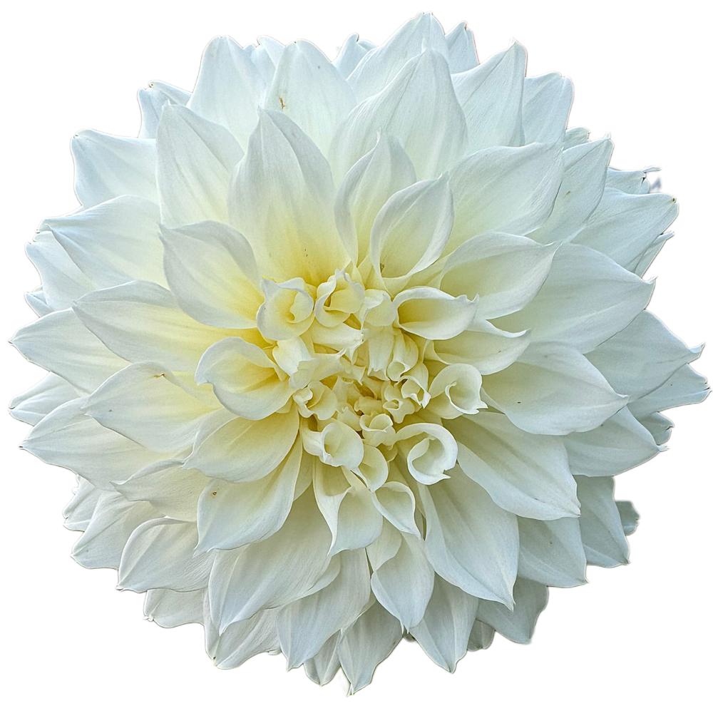Cafe Au Lait Supreme