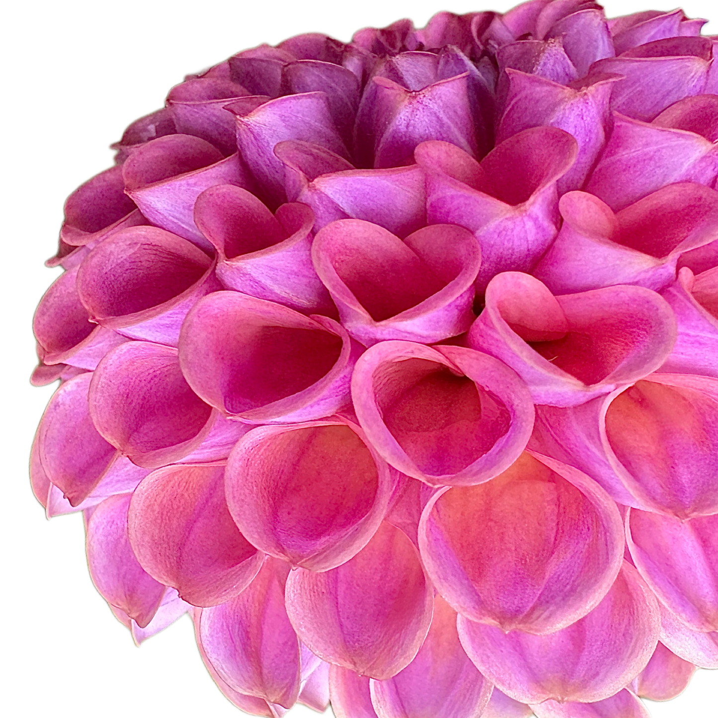 Caitlin’s Joy