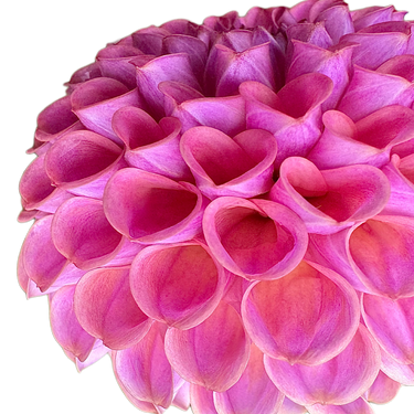 Caitlin’s Joy