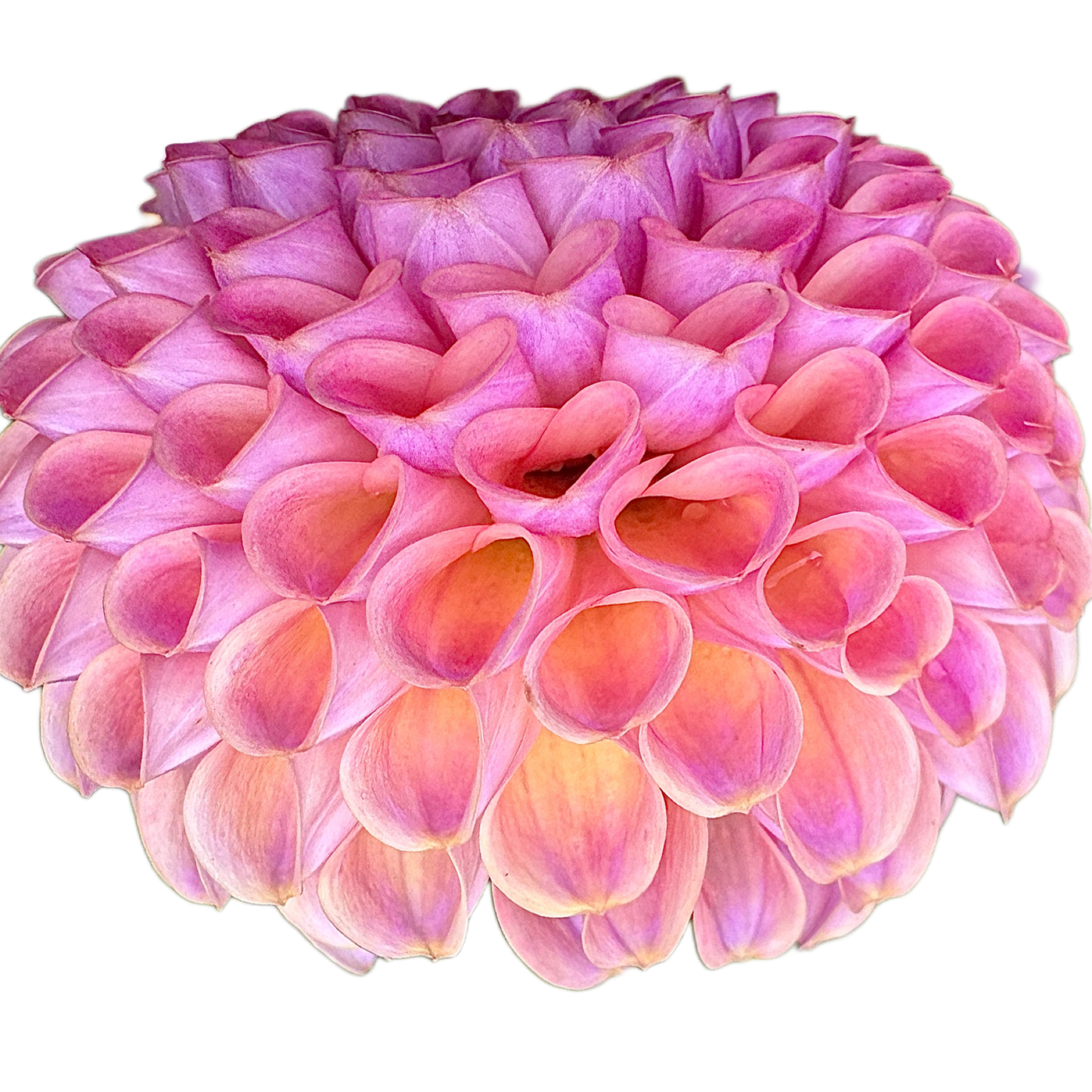 Caitlin’s Joy