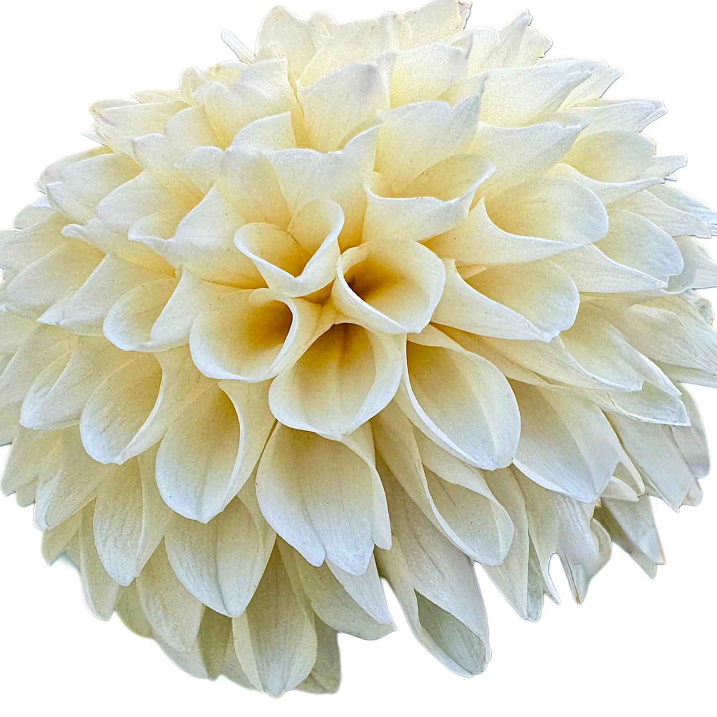 Creamy