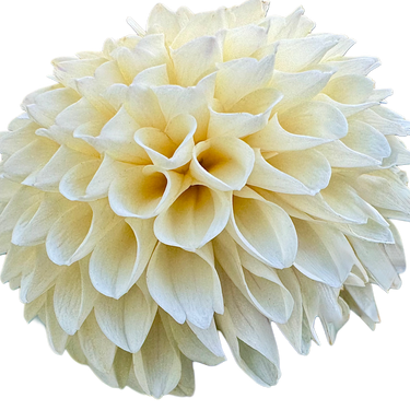 Creamy