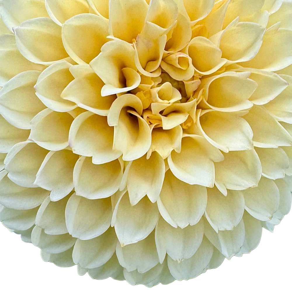 Creamy
