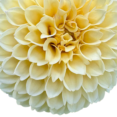 Creamy
