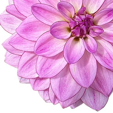 Crème de Cassis