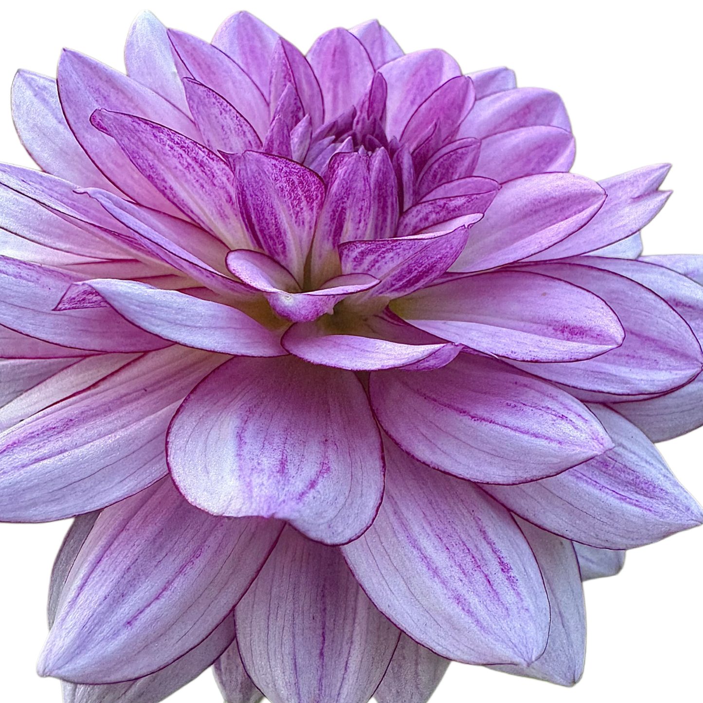 Crème de Cassis