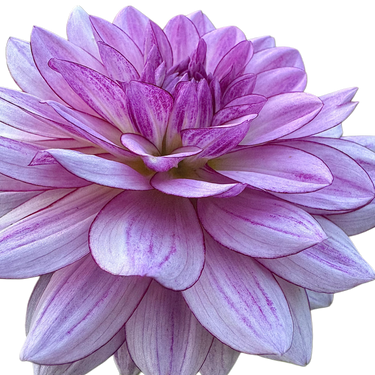 Crème de Cassis