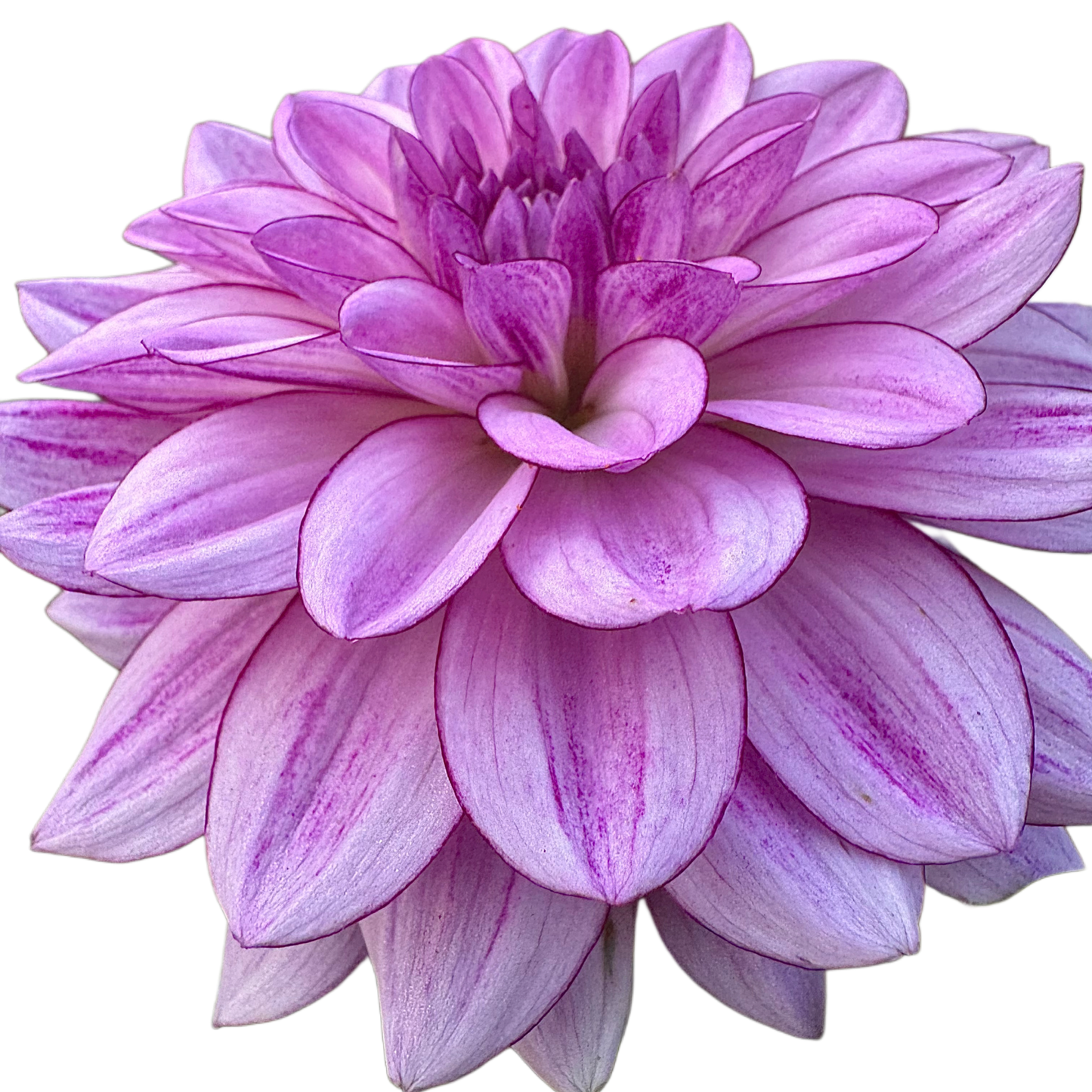 Crème de Cassis