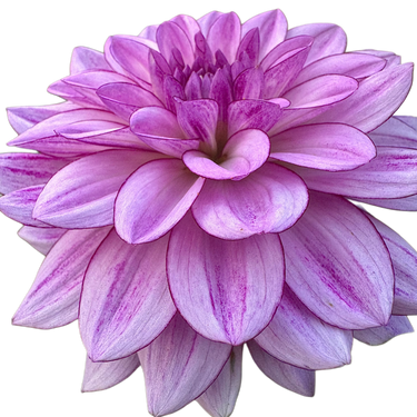 Crème de Cassis
