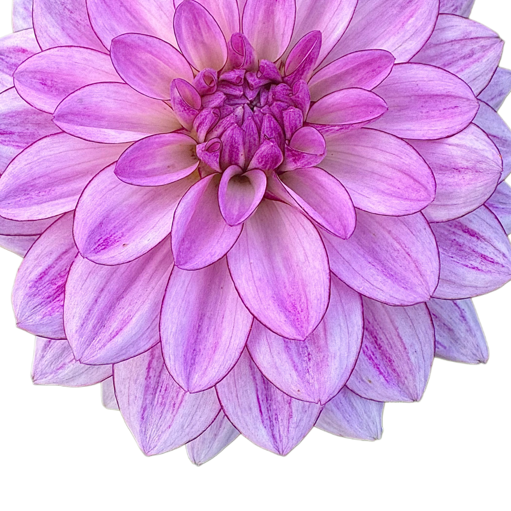 Crème de Cassis