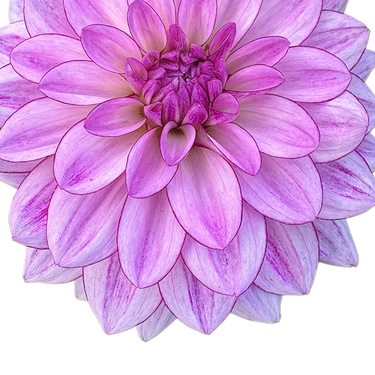 Crème de Cassis