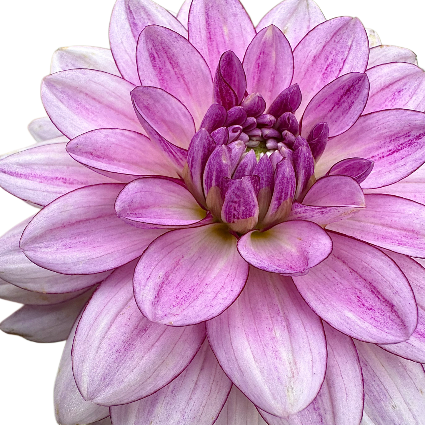 Crème de Cassis