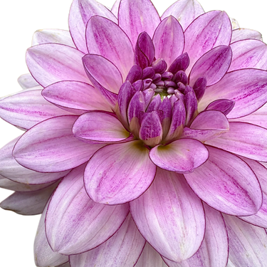 Crème de Cassis