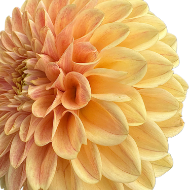 Darcy