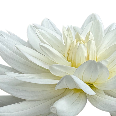 Eternal Snow