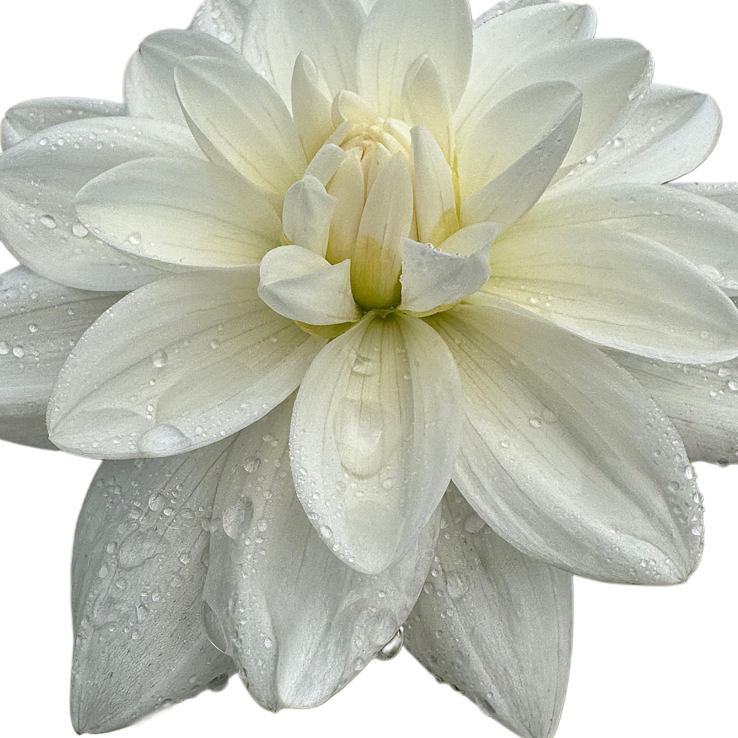 Eternal Snow