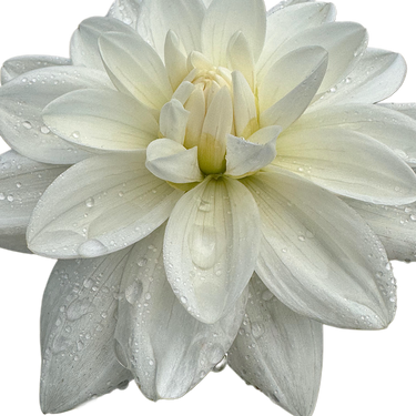 Eternal Snow
