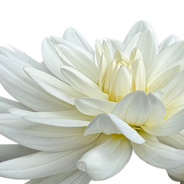 Eternal Snow