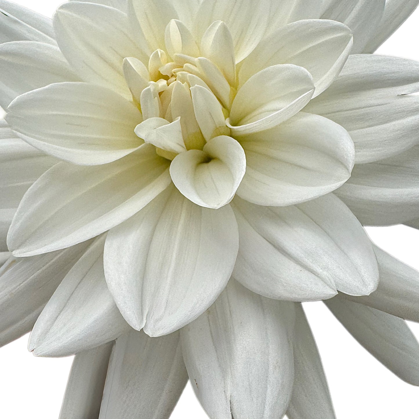 Eternal Snow