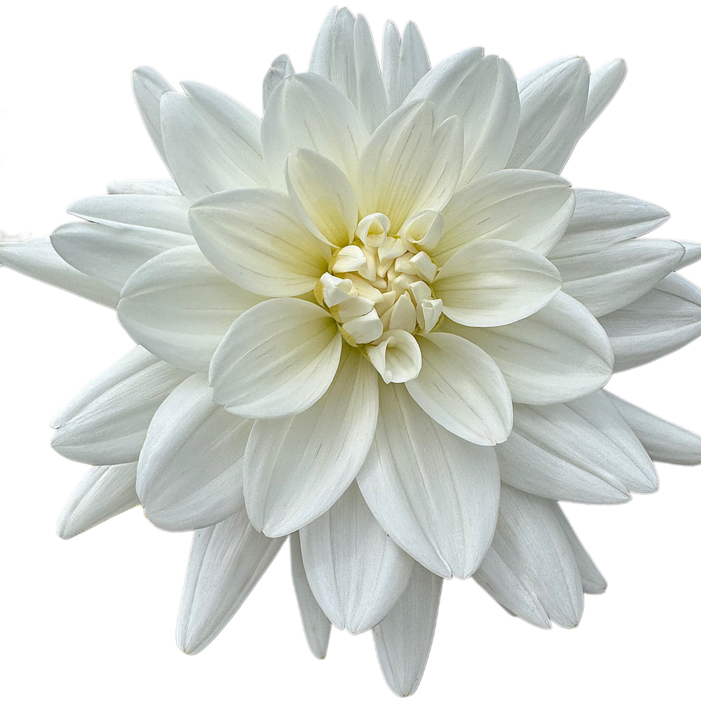Eternal Snow