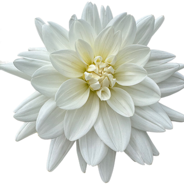 Eternal Snow