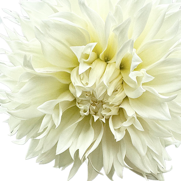 Fleurel