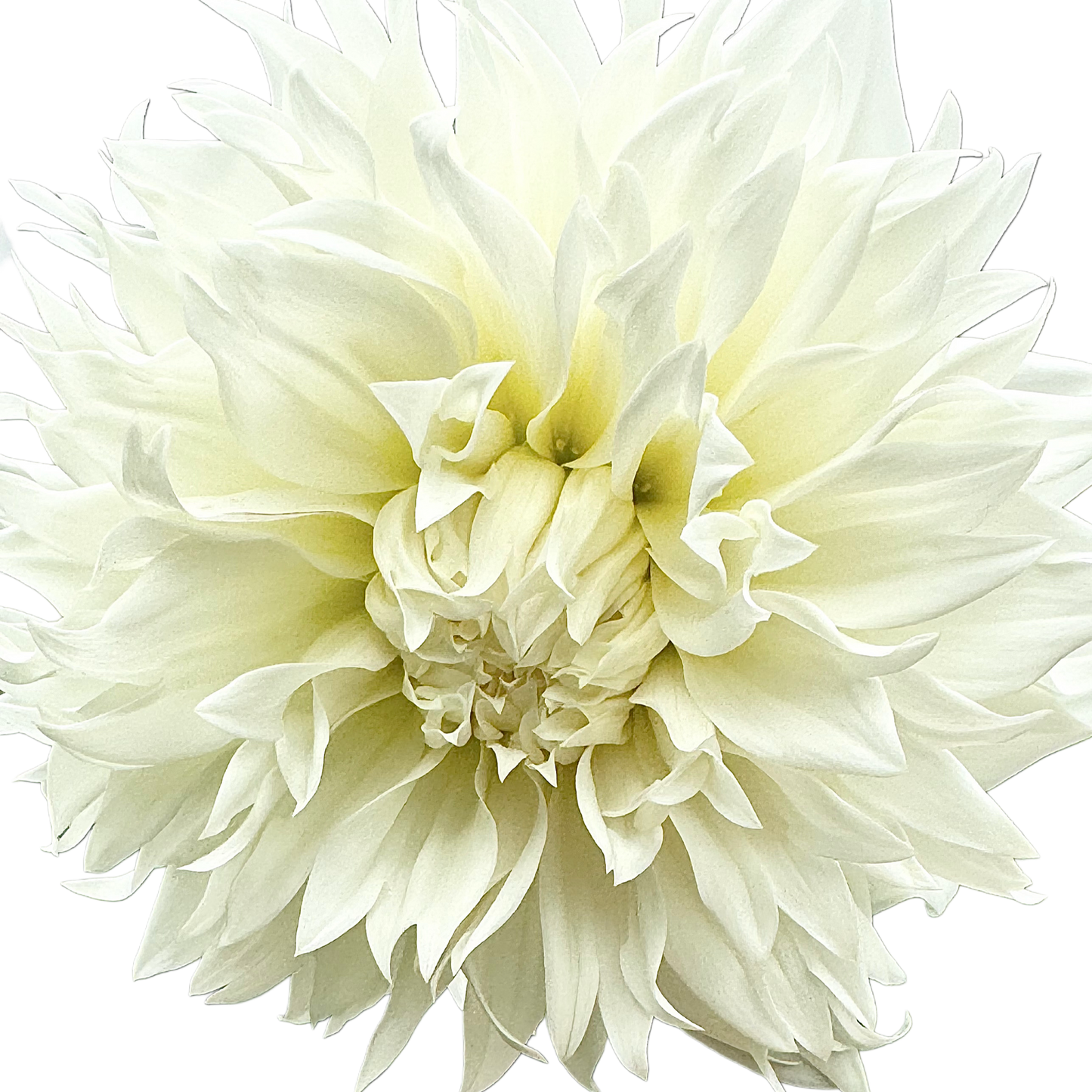 Fleurel