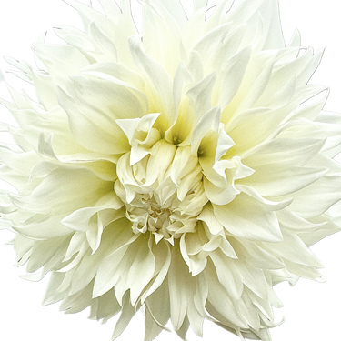 Fleurel