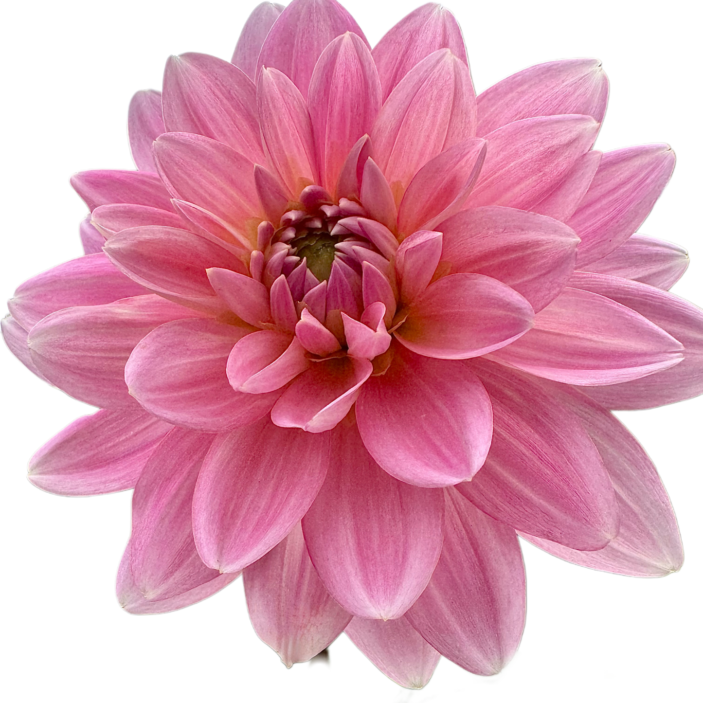 Gerrie Hoek