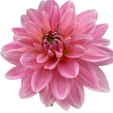Gerrie Hoek