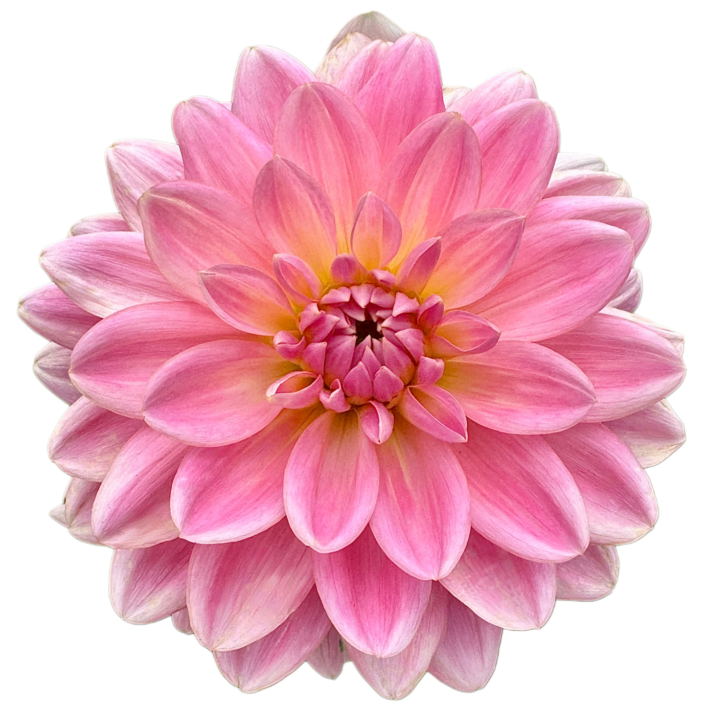 Gerrie Hoek