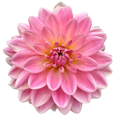 Gerrie Hoek